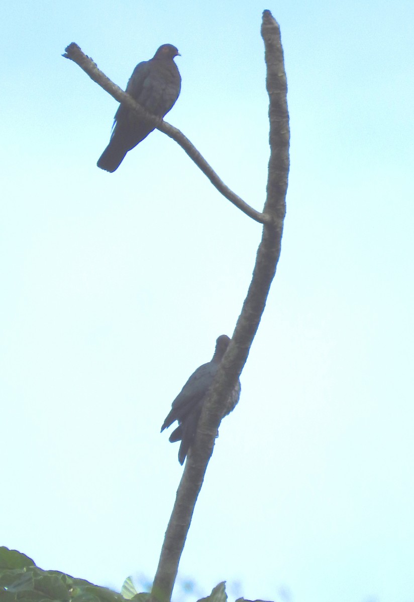 holub šedobřichý - ML88169671
