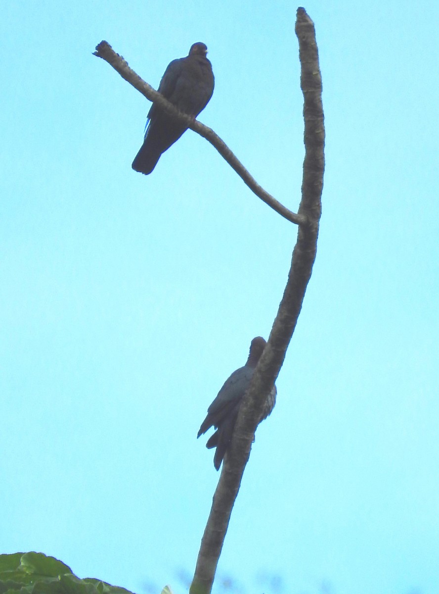 holub šedobřichý - ML88169681