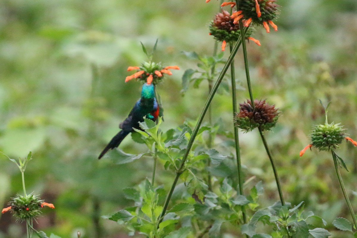 Red-chested Sunbird - ML88169731
