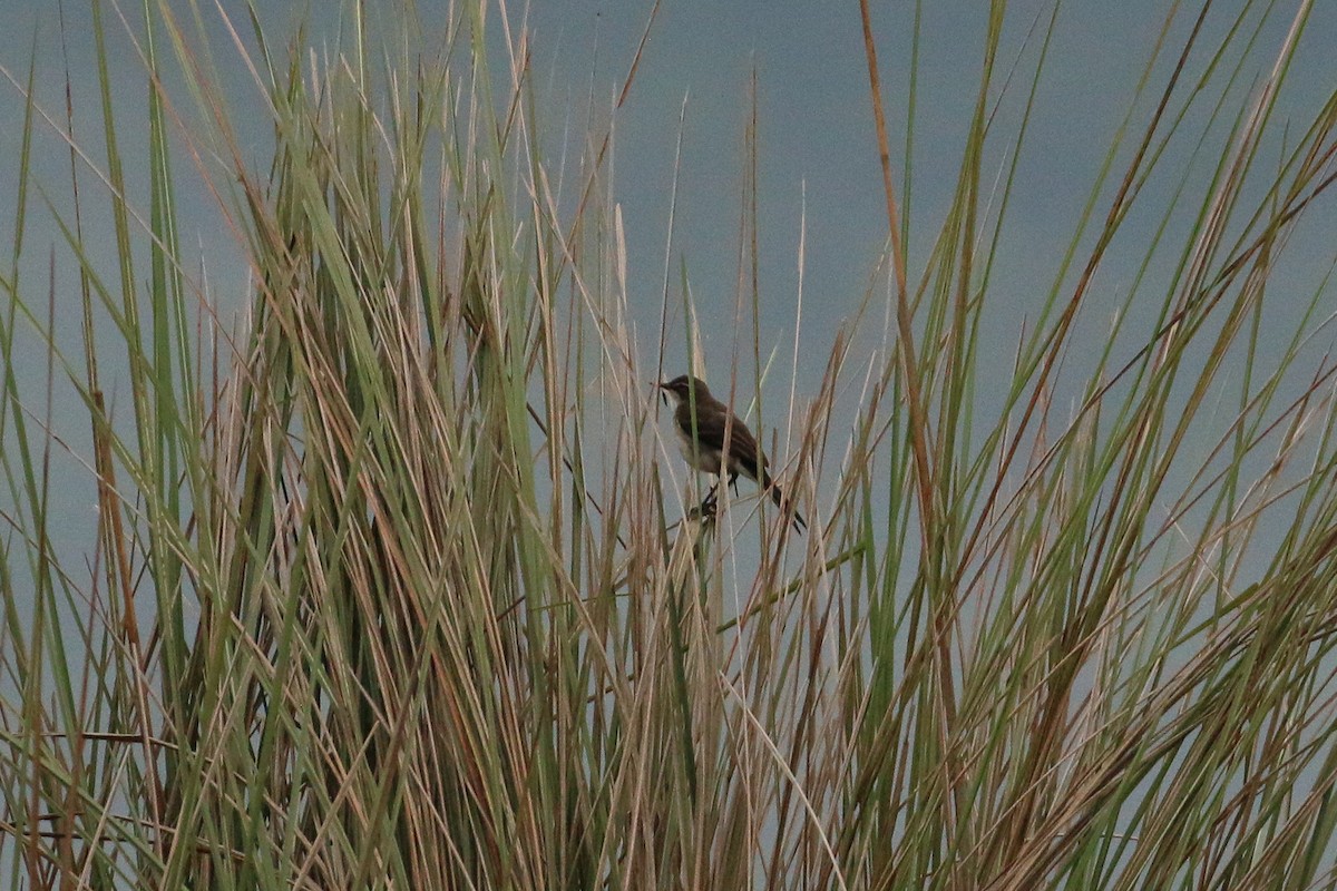 Western Yellow Wagtail - ML88169741