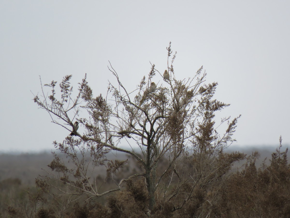 Reed Bunting - ML88169931