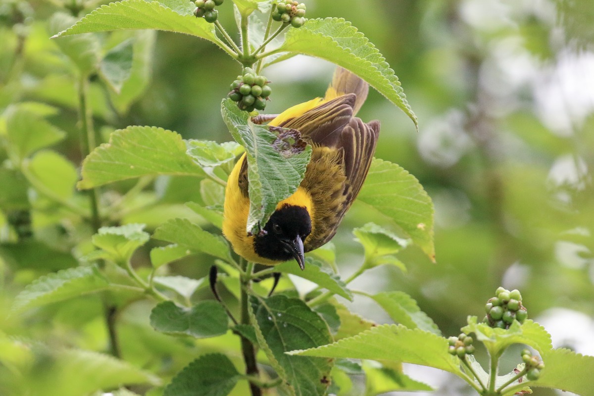 Slender-billed Weaver - Tommy Pedersen