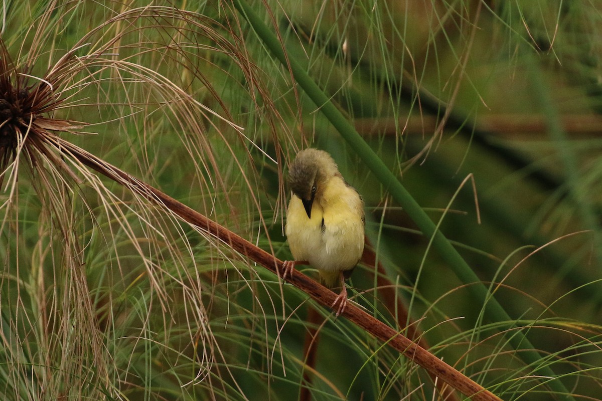 Northern Brown-throated Weaver - ML88170051