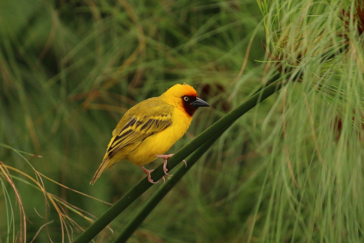 Northern Brown-throated Weaver - Tommy Pedersen