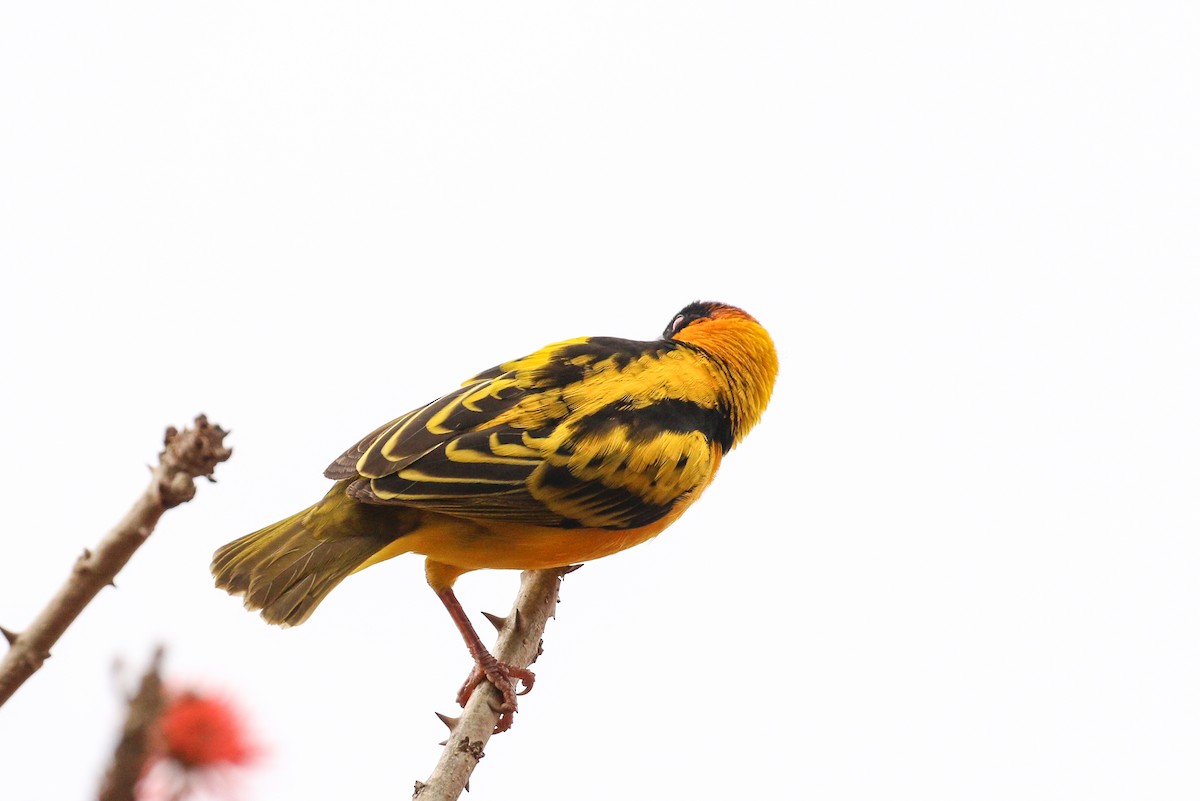 Village Weaver (Black-headed) - ML88170121