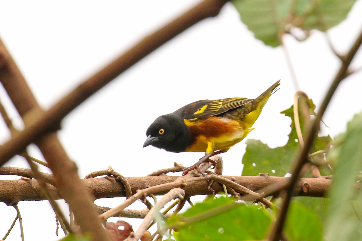 Weyns's Weaver - Tommy Pedersen