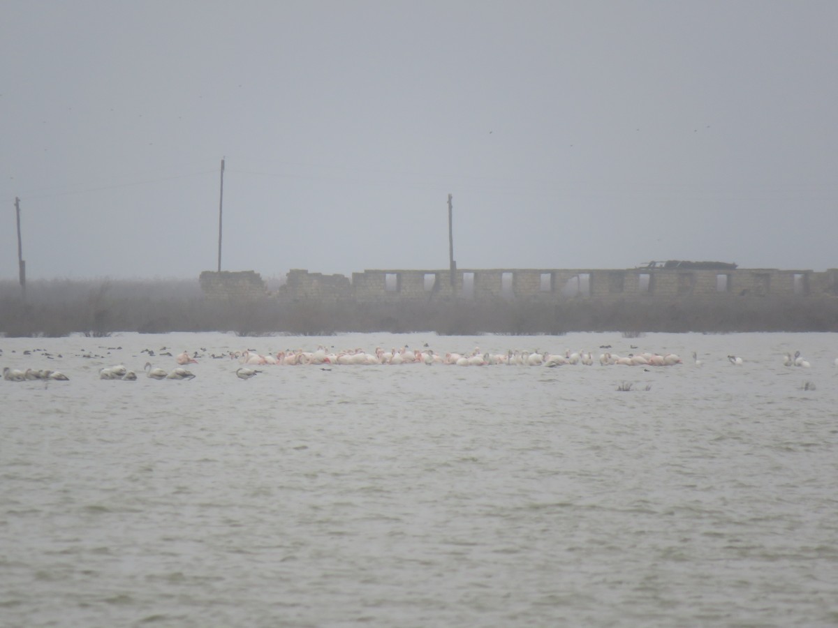 rosenflamingo - ML88171331