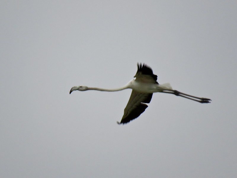 Greater Flamingo - ML88171341