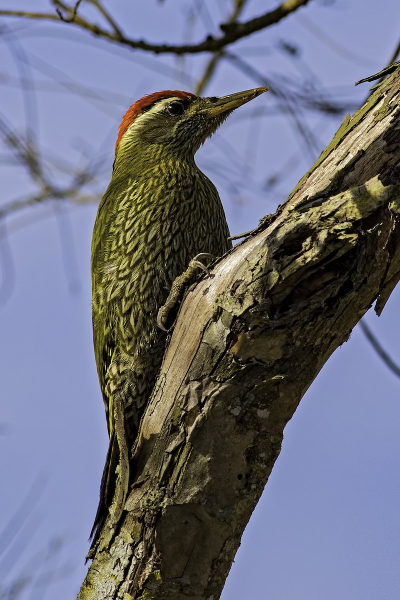 Streak-throated Woodpecker - Kavi Nanda