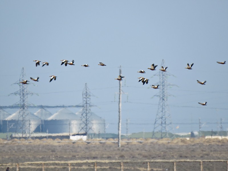 Ruddy Shelduck - ML88171831