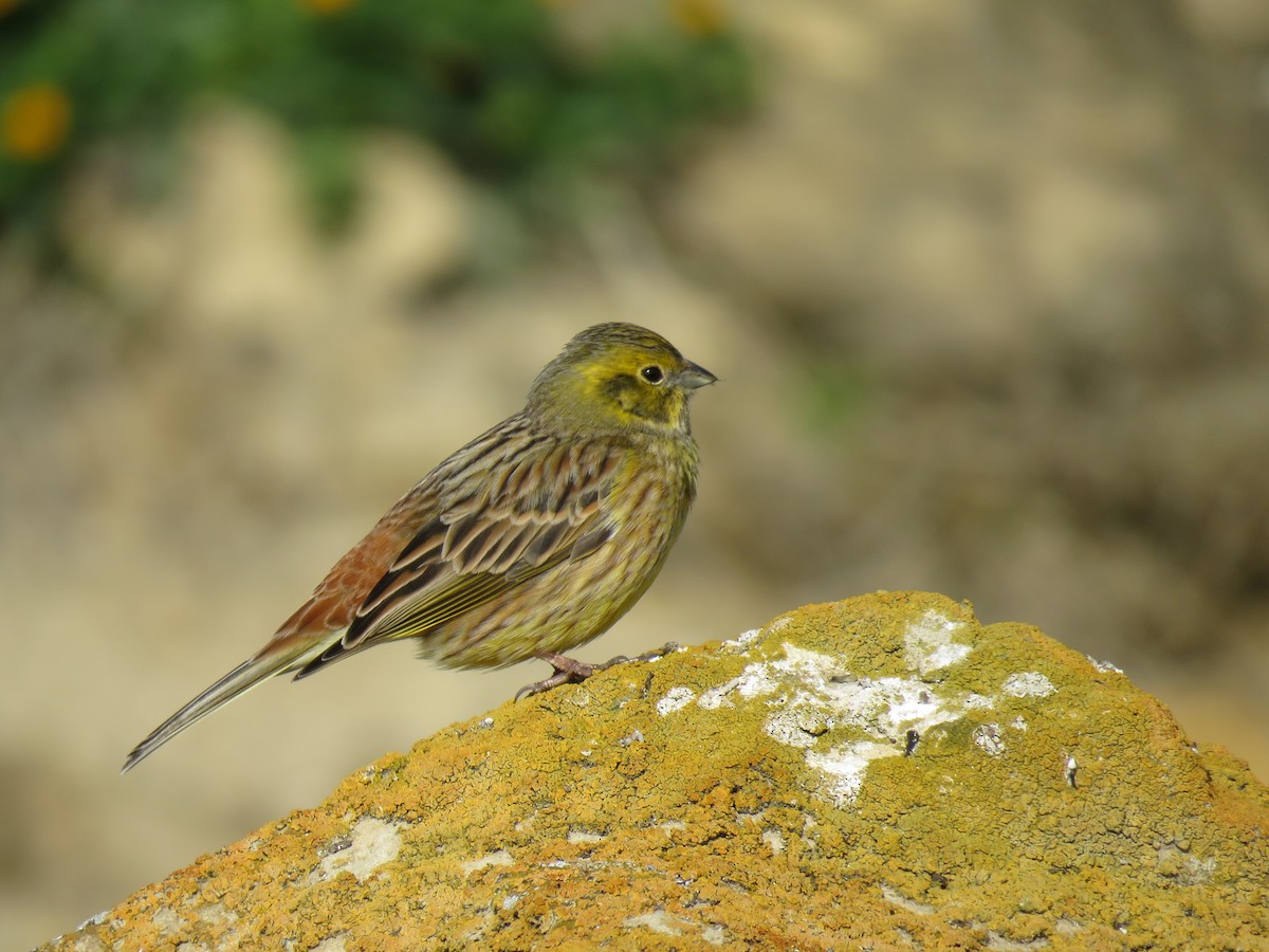 Yellowhammer - Yury Shashenko