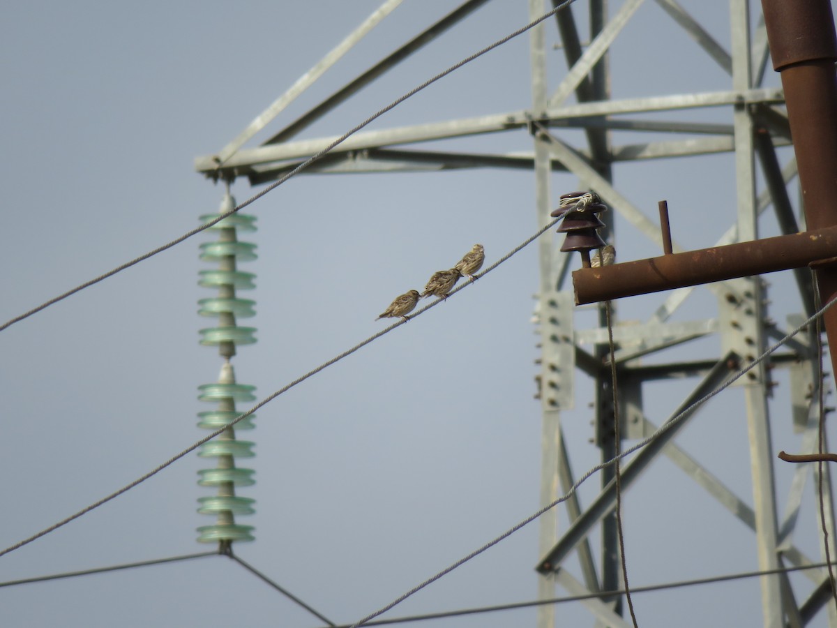 Rock Sparrow - ML88172621