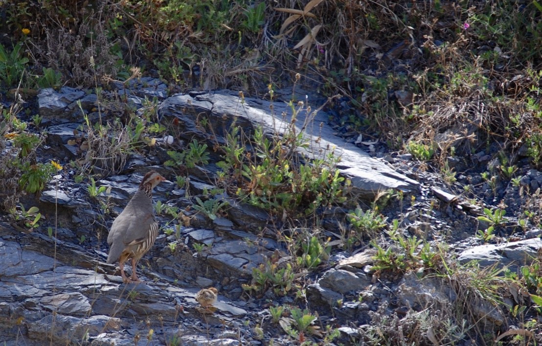 Barbary Partridge - ML88172881