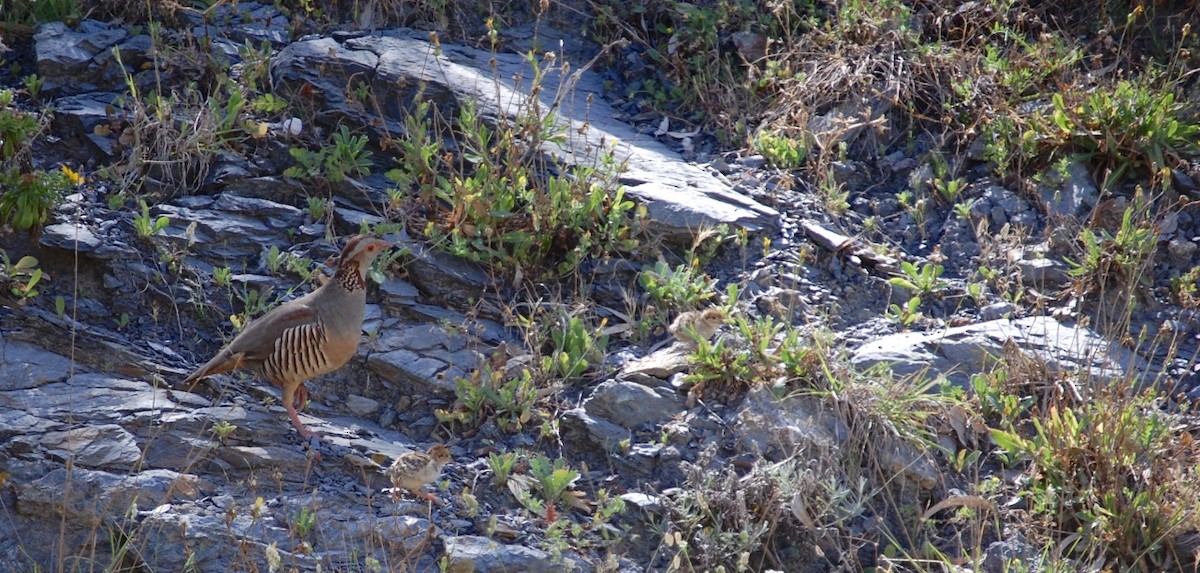 Barbary Partridge - ML88172891