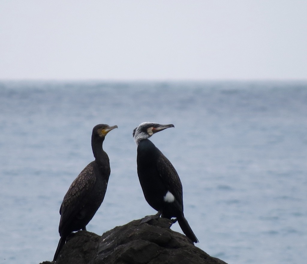 Cormorán Grande - ML88172911