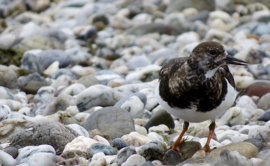 Ruddy Turnstone - ML88172921