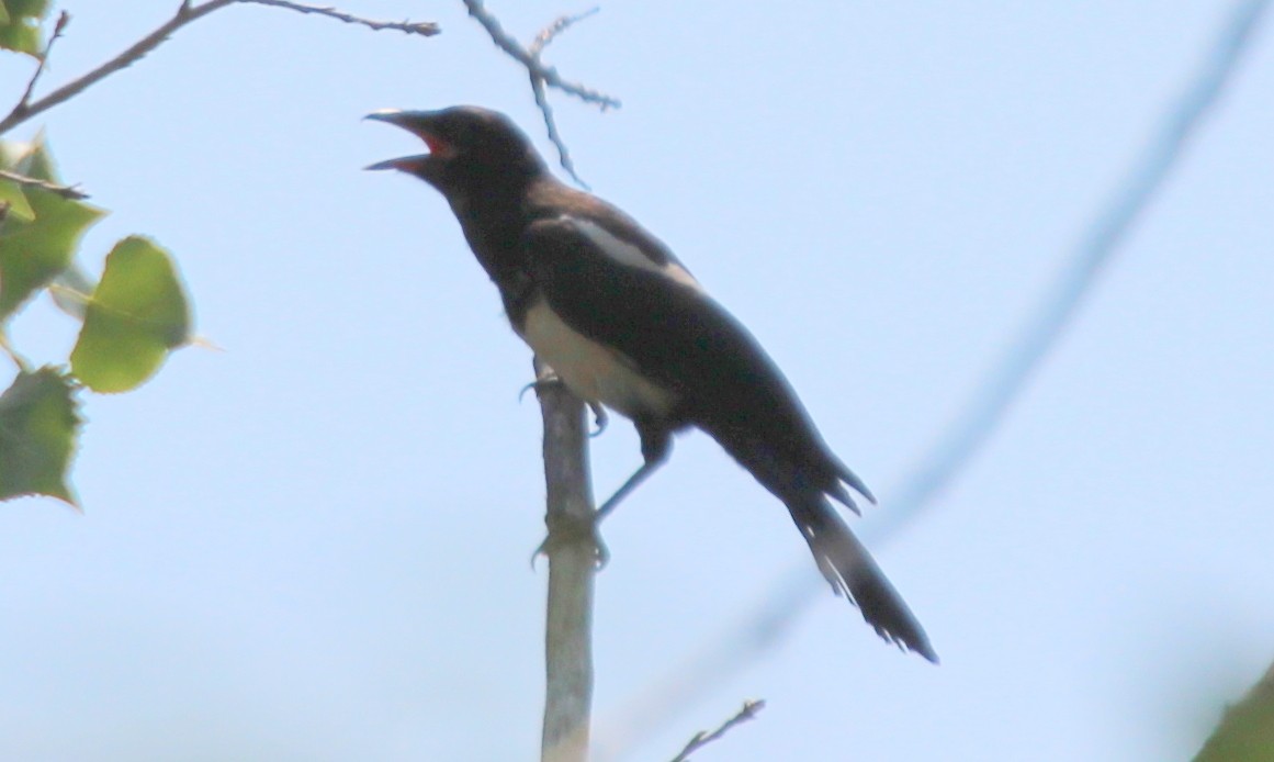 Black-billed Magpie - ML88173241