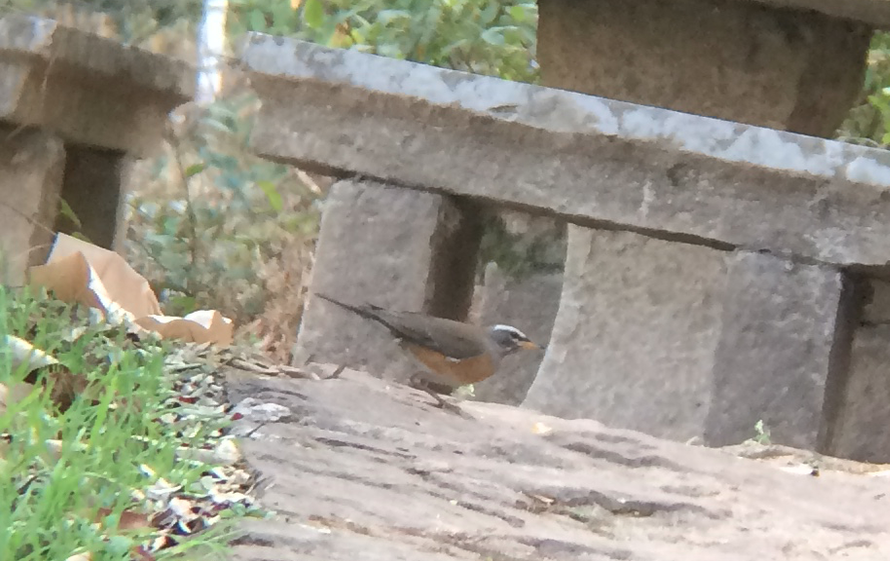 Eyebrowed Thrush - ML88174151