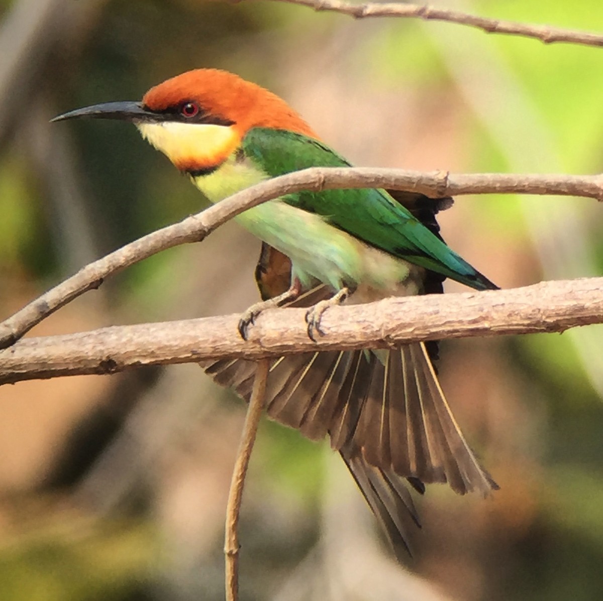 Chestnut-headed Bee-eater - ML88174491