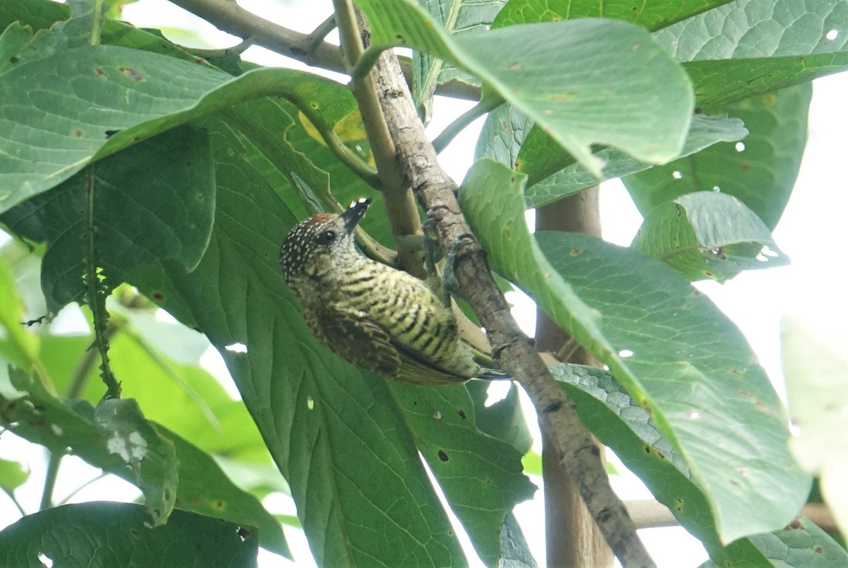 Lafresnaye's Piculet - ML88174561