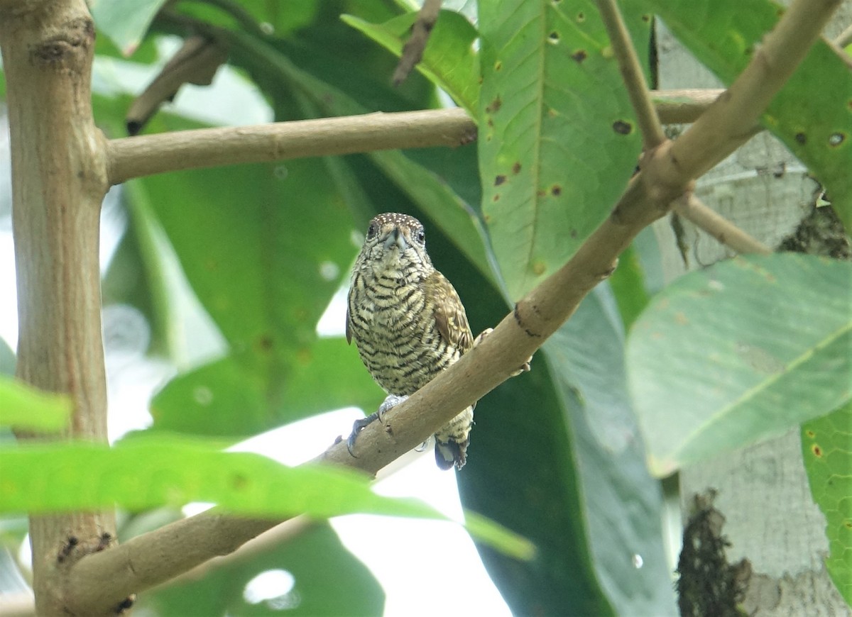 Lafresnaye's Piculet - ML88174591