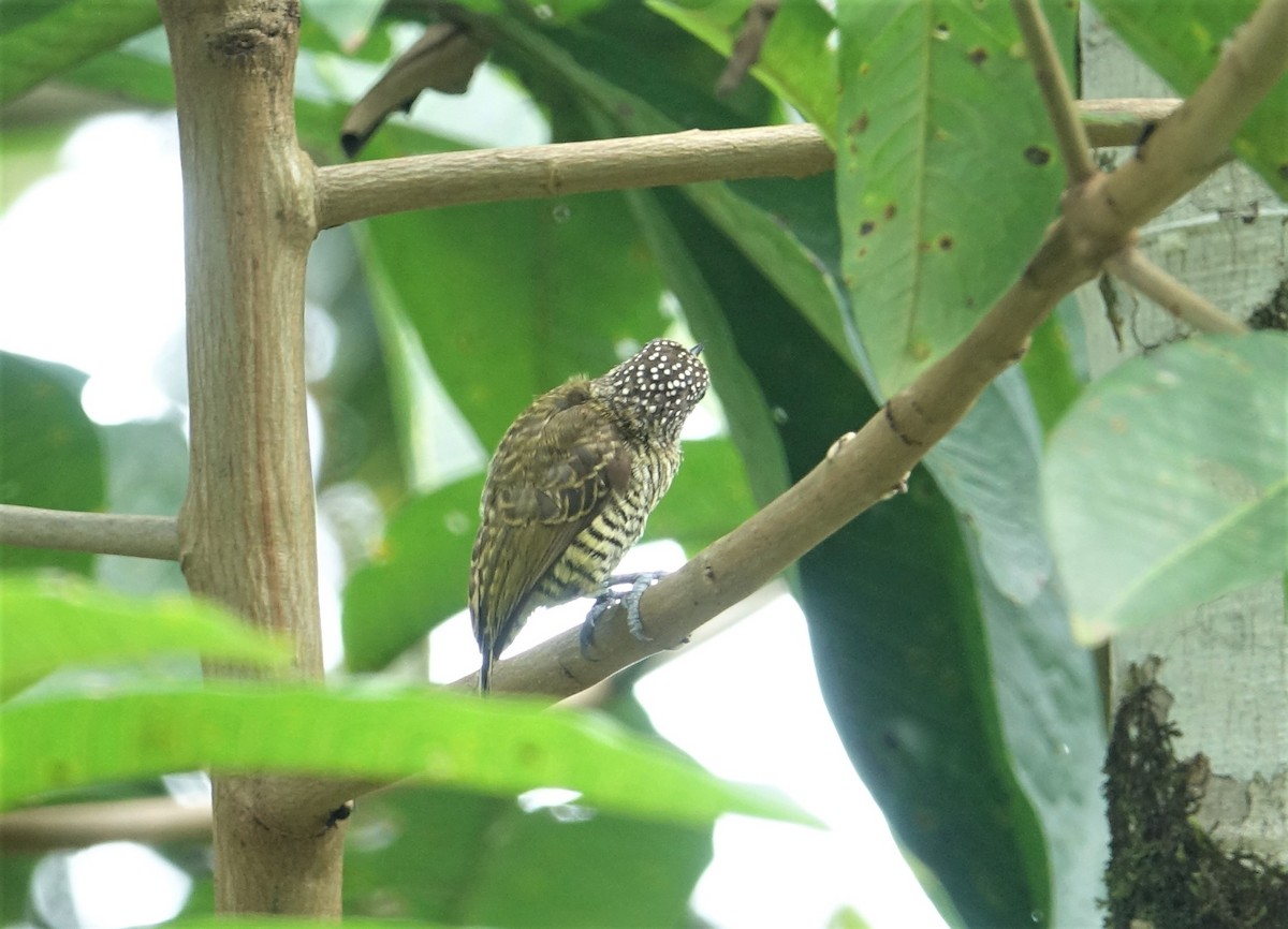 Lafresnaye's Piculet - ML88174831