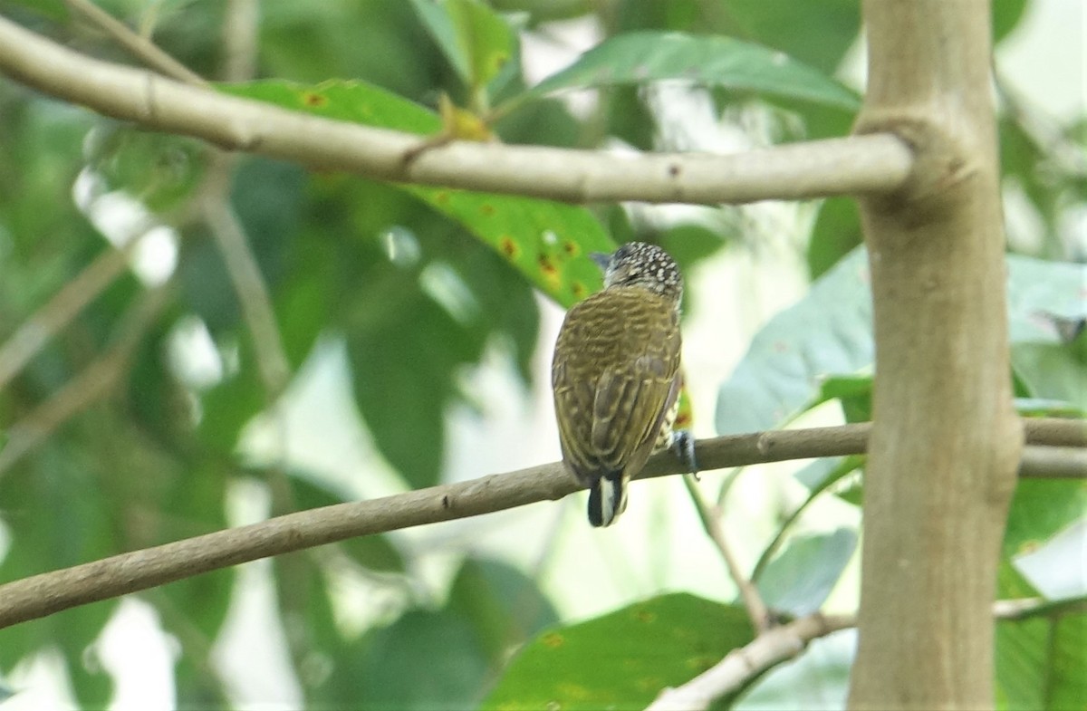 Lafresnaye's Piculet - ML88175021