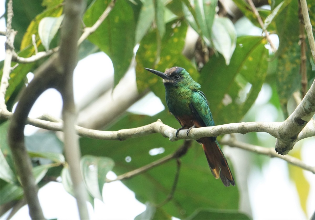 White-chinned Jacamar - ML88175171