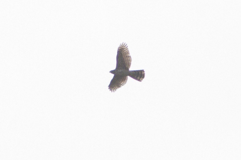 American Goshawk - ML88175191