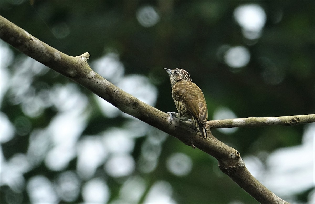 Lafresnaye's Piculet - ML88175461