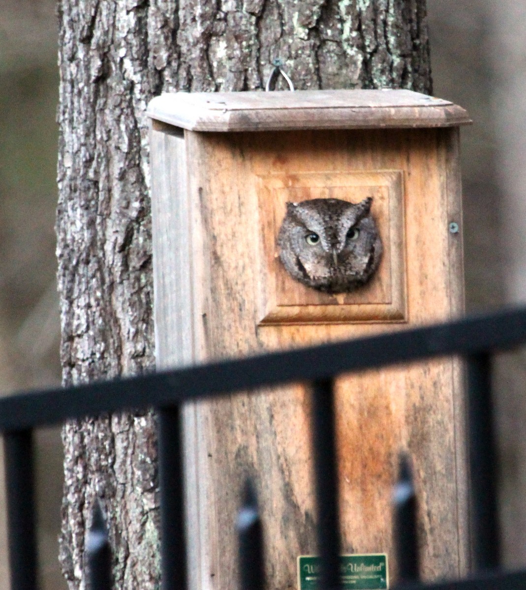 Eastern Screech-Owl - ML88175831