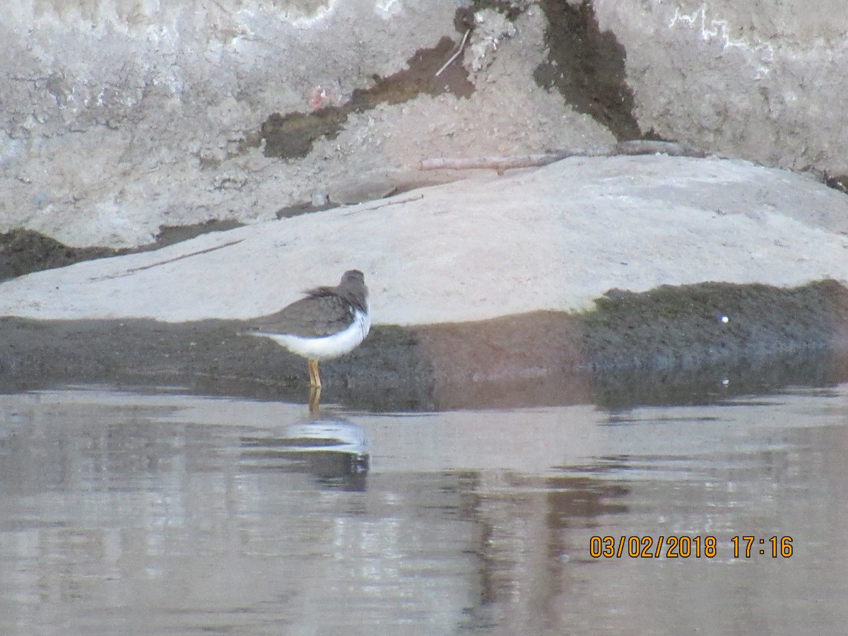 Spotted Sandpiper - ML88175861