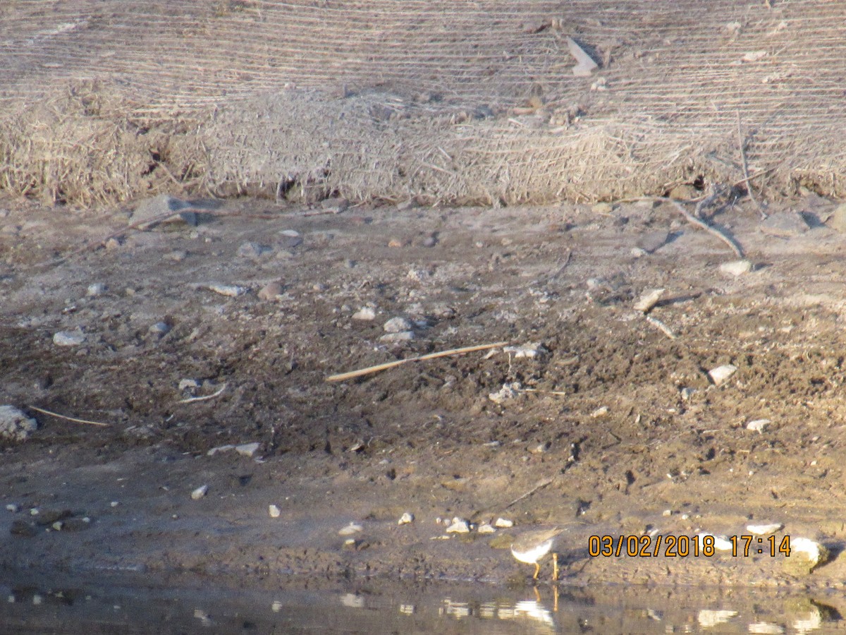 Spotted Sandpiper - ML88175871