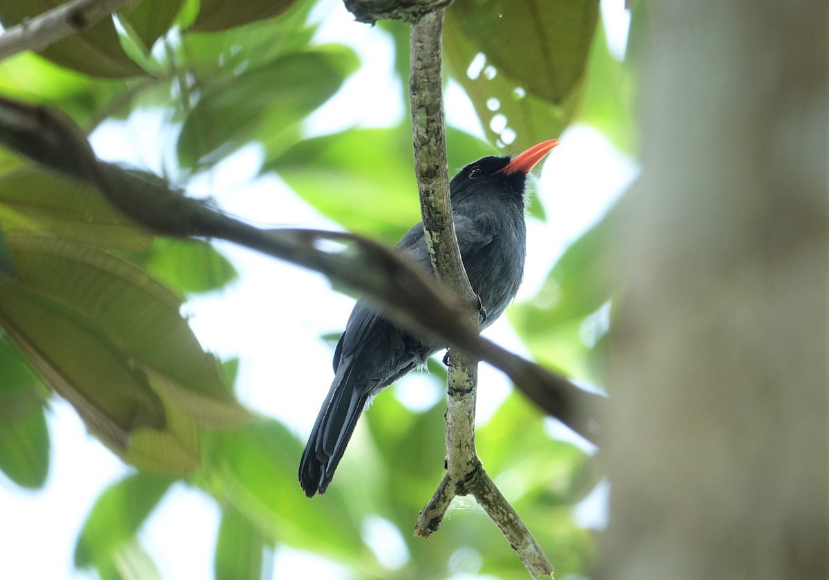 Black-fronted Nunbird - ML88176381