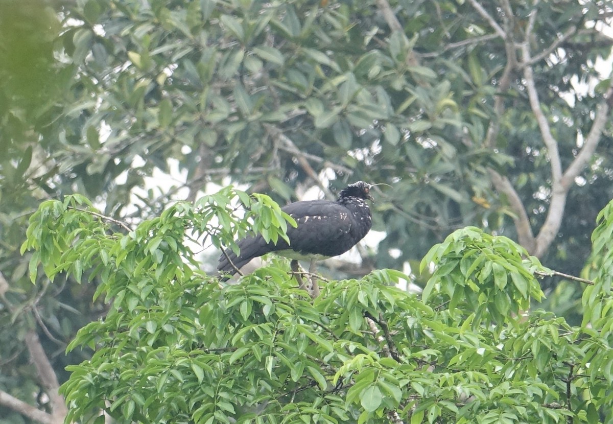 Horned Screamer - ML88176651