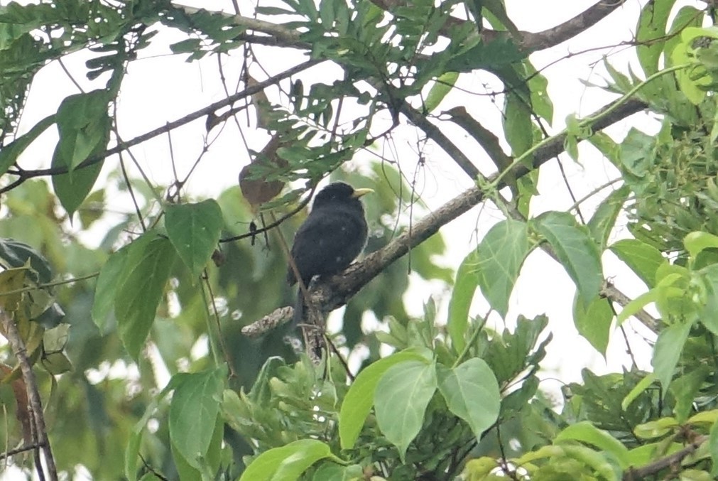 Yellow-billed Nunbird - ML88176861