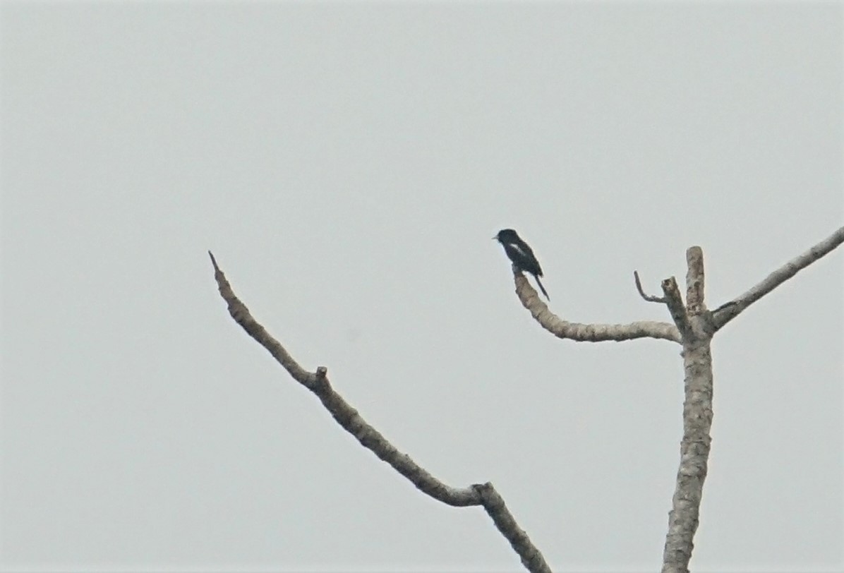 Yellow-billed Nunbird - ML88176901