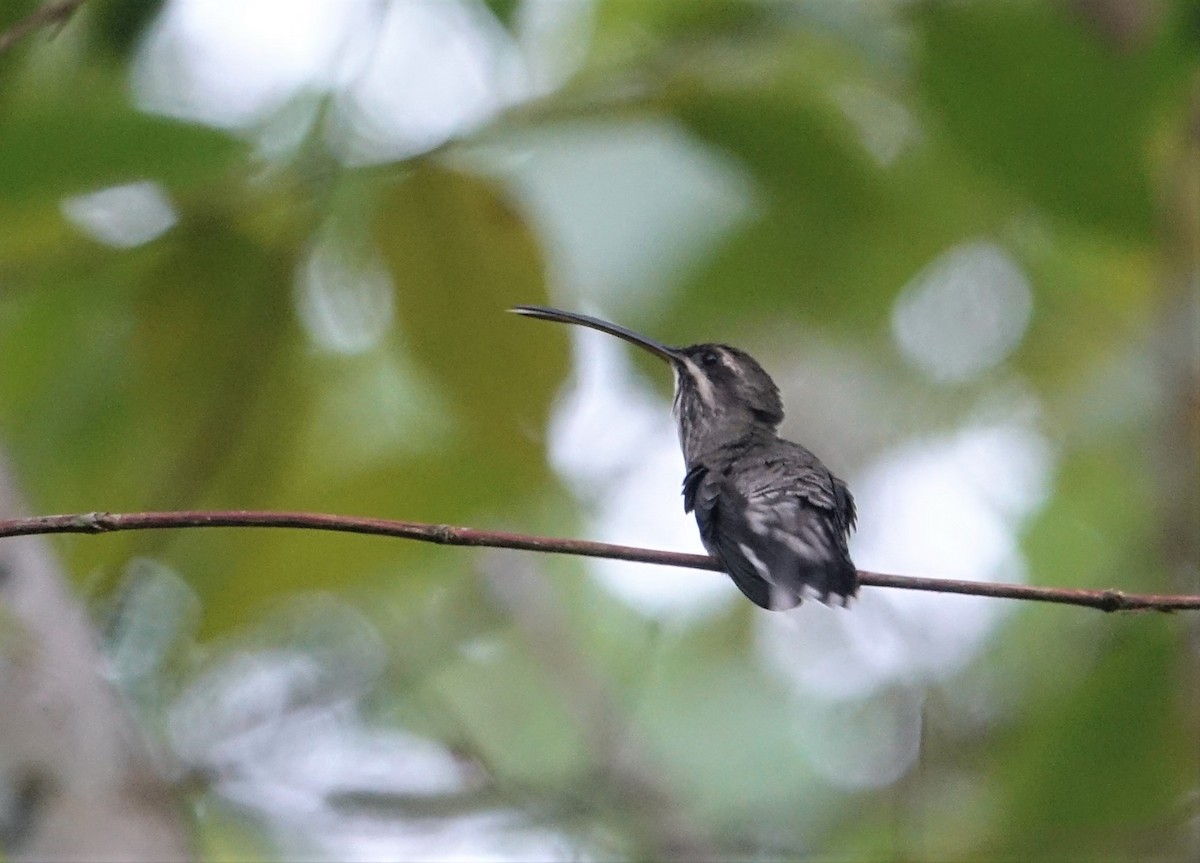 kolibřík běloknírkový - ML88176951