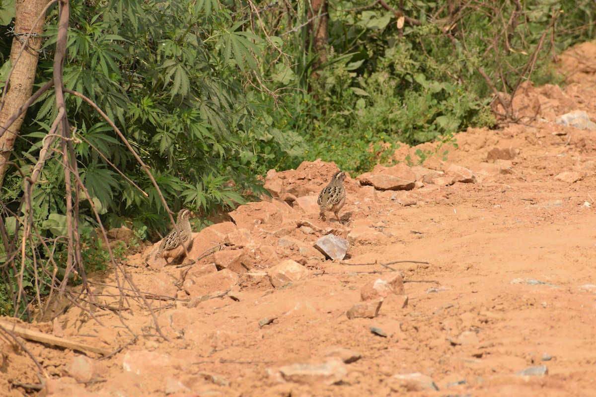 Jungle Bush-Quail - Sibaram Behera