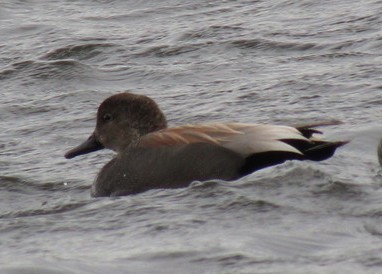 Gadwall - ML88178821