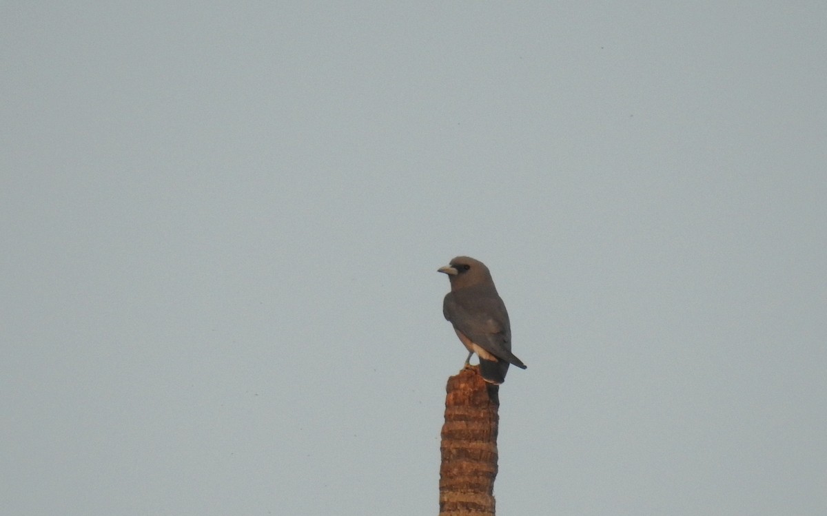 Ashy Woodswallow - Anonymous