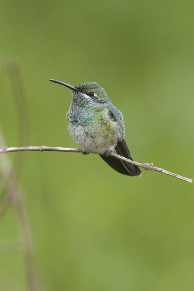 White-vented Violetear - ML88181171