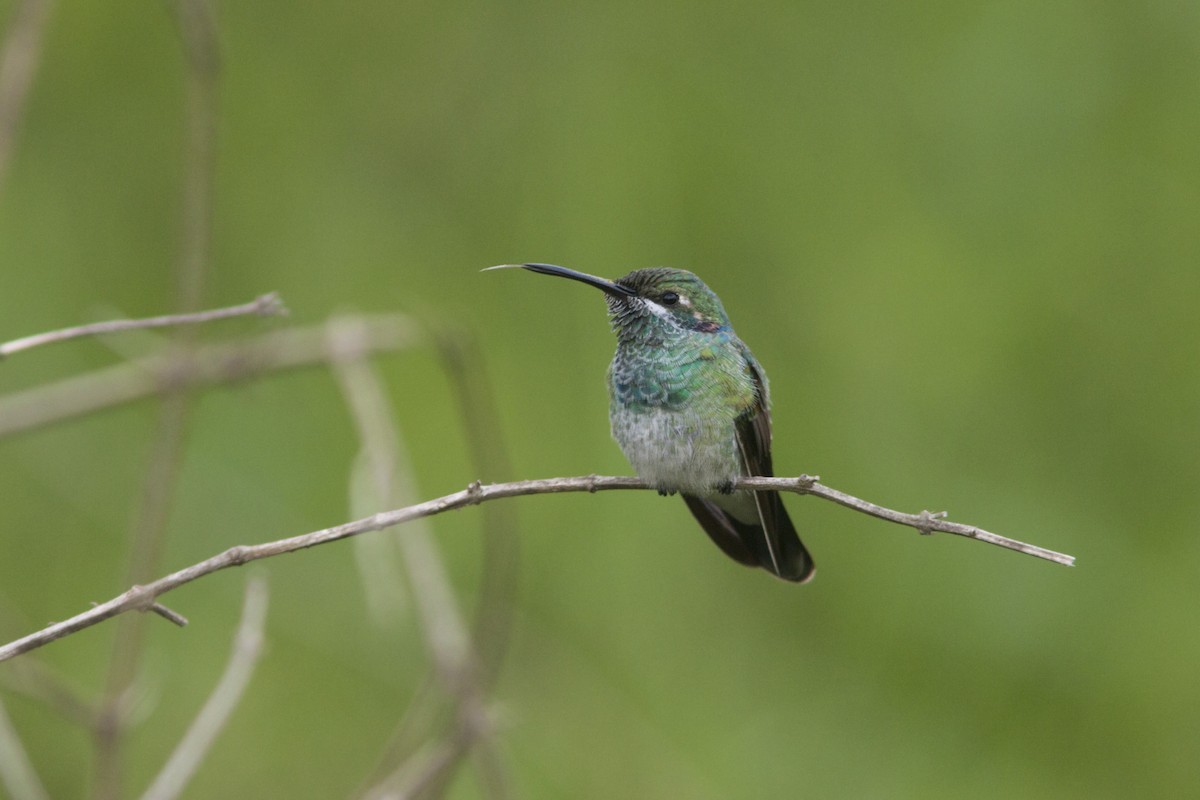 White-vented Violetear - ML88182291