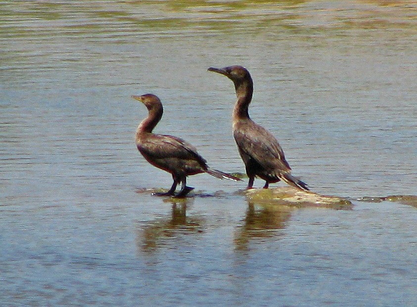 Neotropic Cormorant - ML88182711