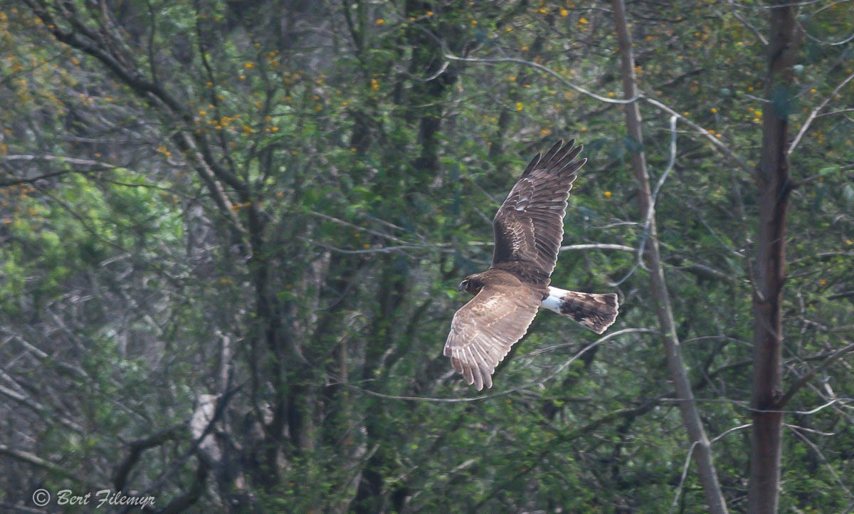 Northern Harrier - ML88183241