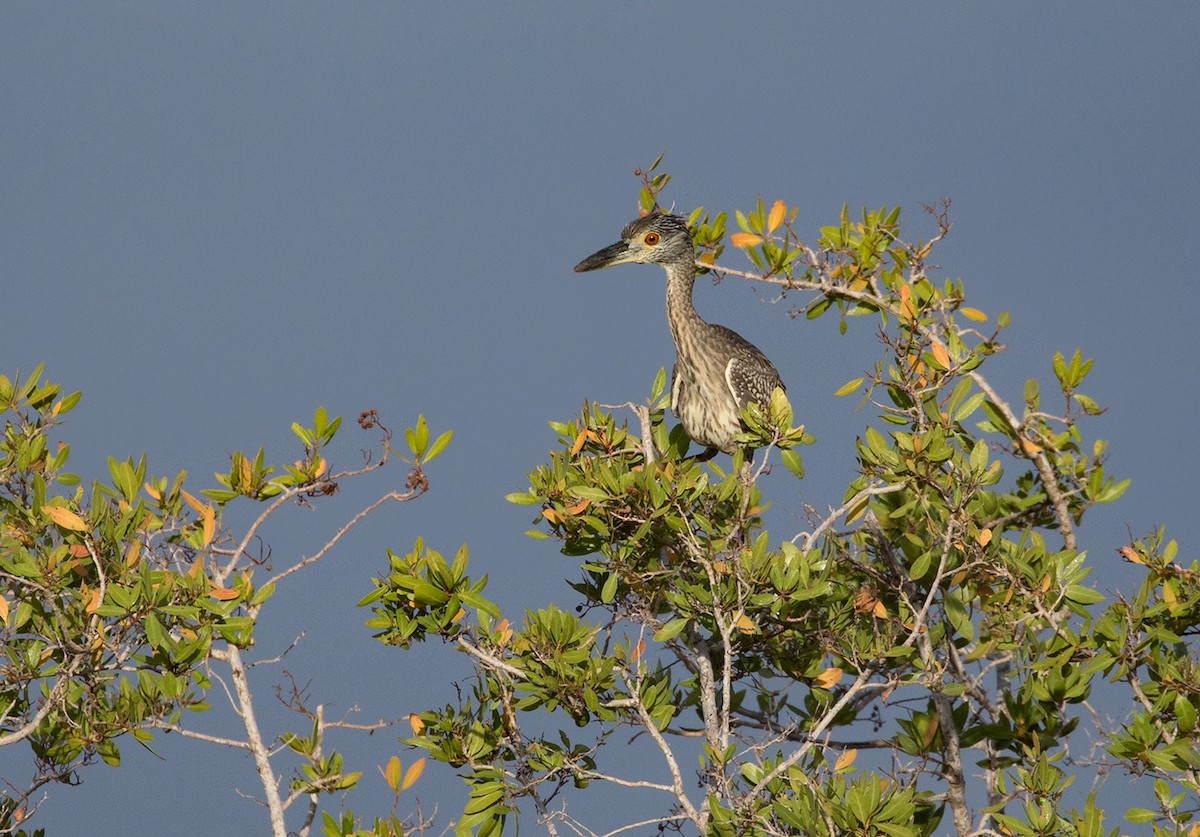 Yellow-crowned Night Heron - ML88184251