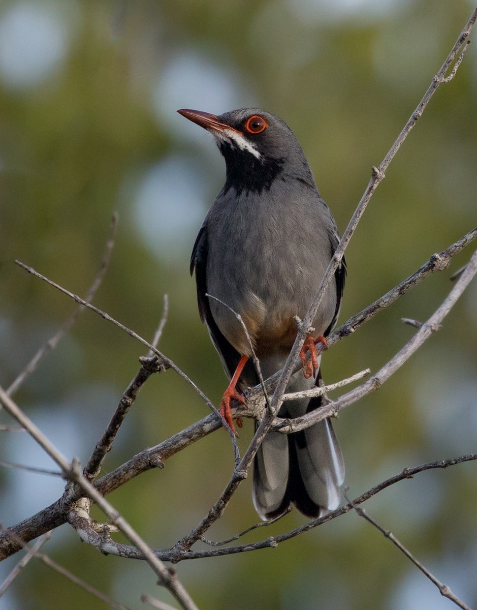 Red-legged Thrush - ML88184561