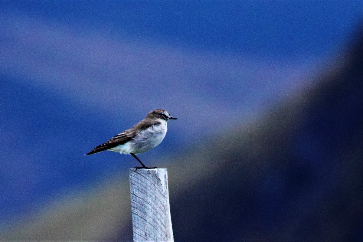 Plain-capped Ground-Tyrant - Beth Mangia