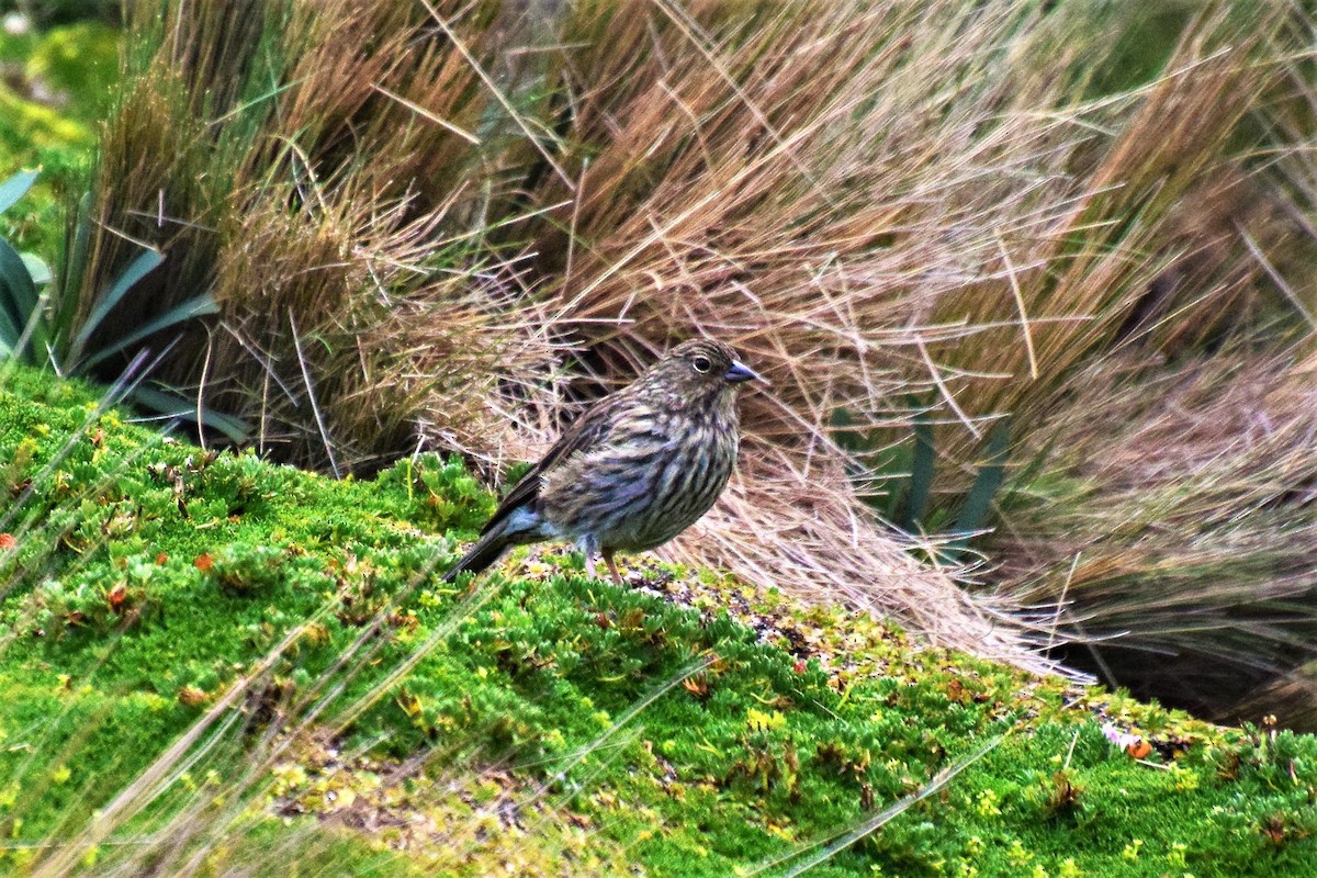 Plumbeous Sierra Finch - Beth Mangia