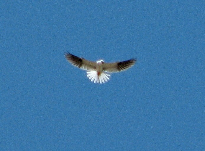 White-tailed Kite - ML88187161